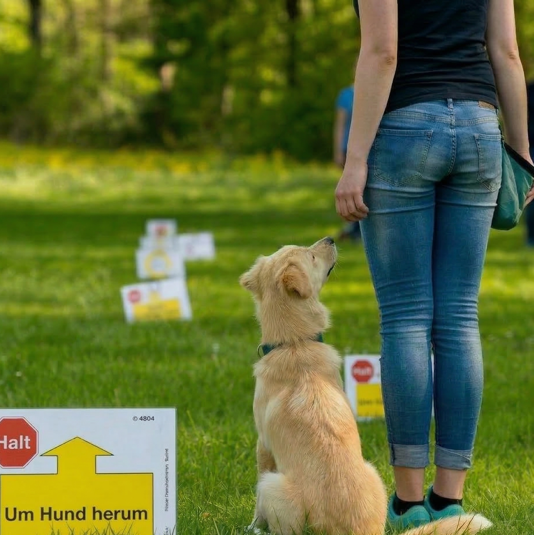 Border Collie läuft einen Rally Obedience Parcours